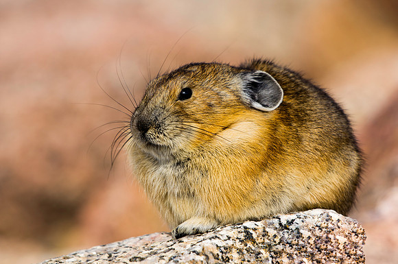 Pika-5357-5357