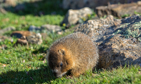 Marmot Baby Eating-0116-1