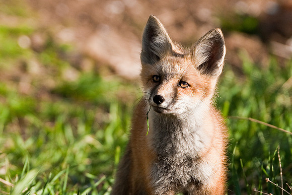 Fox Kit-4898