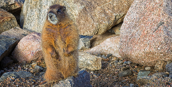 WAW-Marmot Standing-9764-1