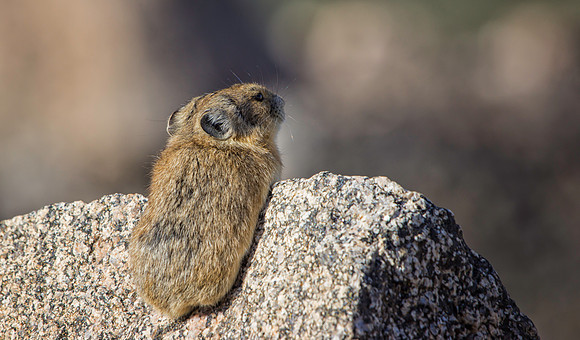Pika-5625-1