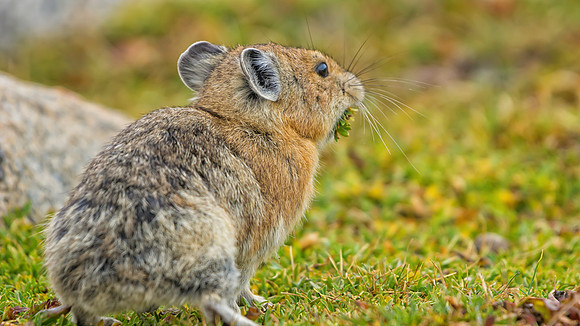 Pika Gathering-5574-1