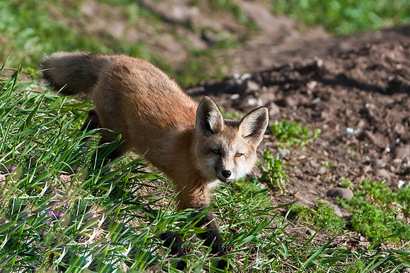 Fox Kit-4988