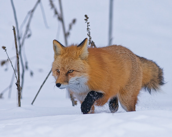 Fox-7528