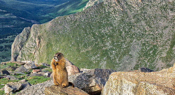 WAW-Marmot-9728-1