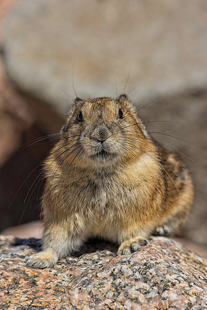 Pika-2044-1