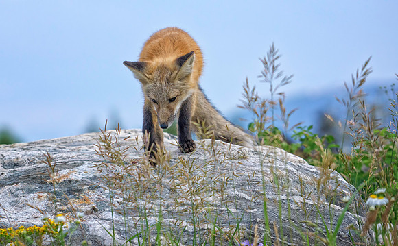 Red Fox-6557-1