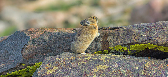 Pika-7598-1