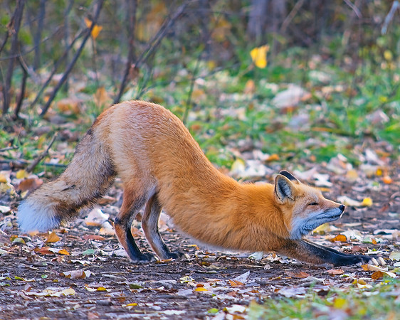 Red Fox-5218