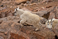 Mountain Goat Kids