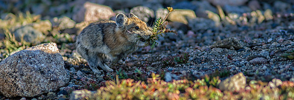 Pika Running-1266-1