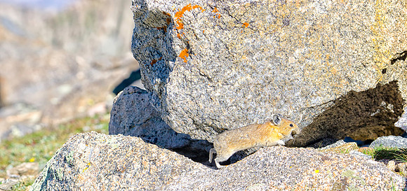 Pika Running-0771-1