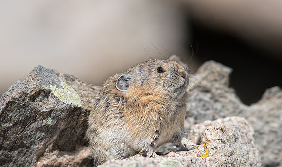 Pika-09889