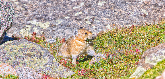 Pika-7560-