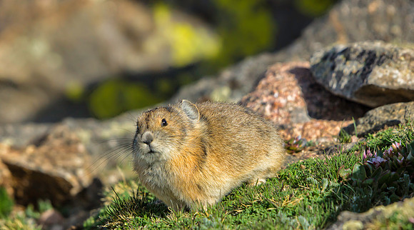 Pika-7742-1
