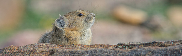 Pika Pano-9515-1
