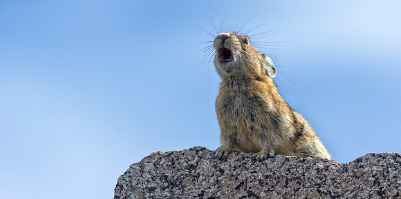 Pika Barking-4537-1
