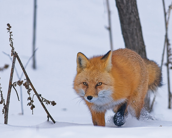 Fox-7525