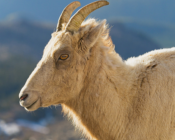 Mt Evans 6-11 (148)