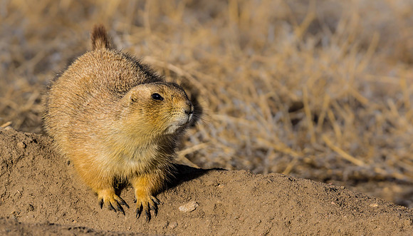Prairie Dog-1870