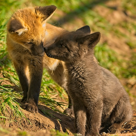Fox Kit-7485