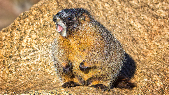 Baby Marmot-9816-