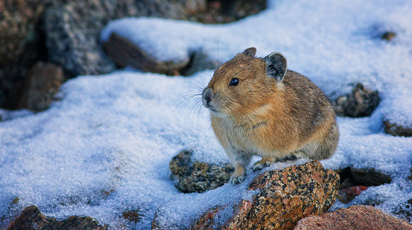Pika in the SNow-0496-1