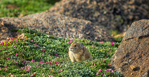 Pika Gathering-9578-1