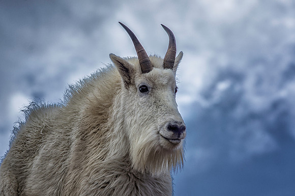 Billy Goat-8704-1