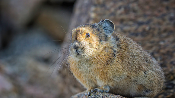 Pika-7506-1