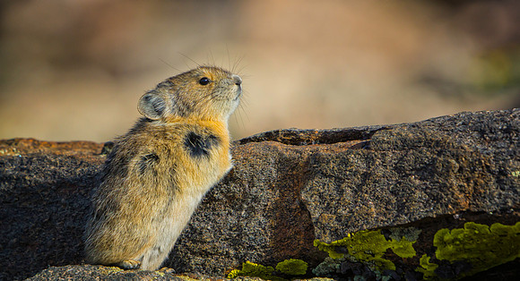 Pika-7694-1