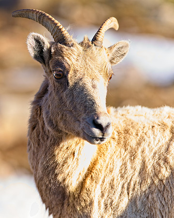 MT EVANS BH (5)
