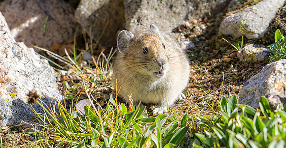 Pika-1215-1