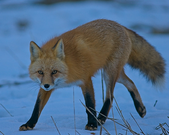 Ref Fox-6951
