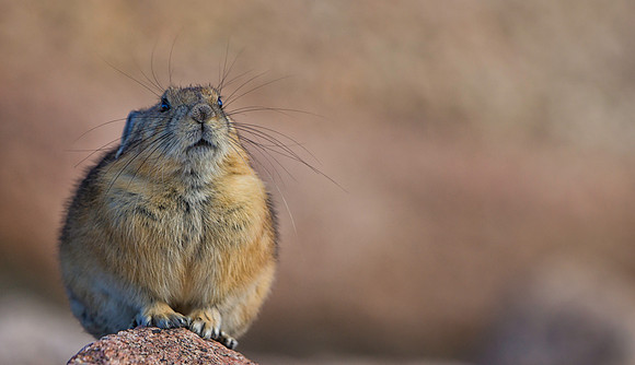 Pika-1548-1