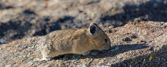 Pika Eating Lichen-2955-1