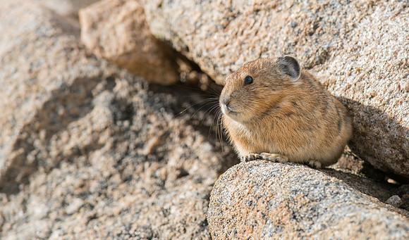 Pika-04211