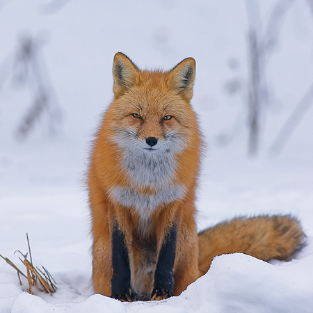 Fox-7565