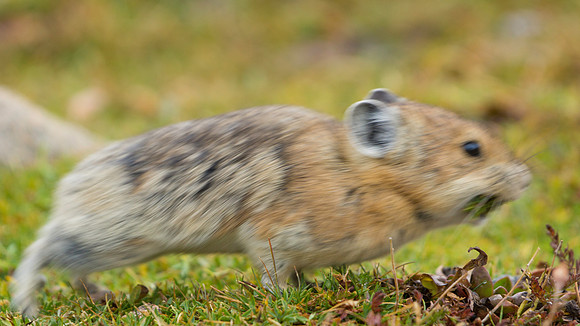 Pika Gathering-Action Blur-5582-1