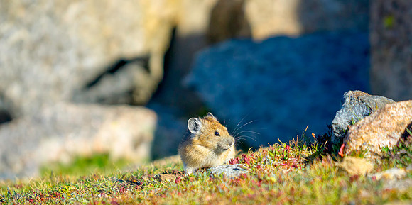 Pika-5765-1