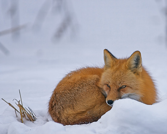 Fox-7397