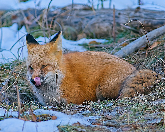 _DSC6112