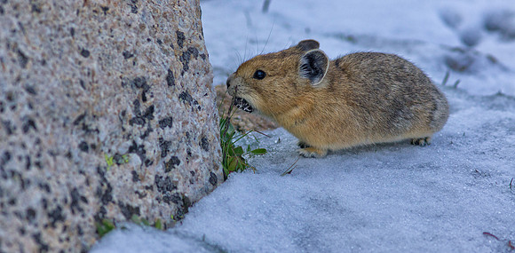 Pika Gathering Food in the Snow-0549-1