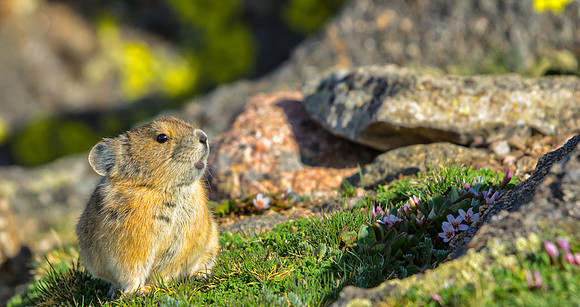 Pika-7839-1