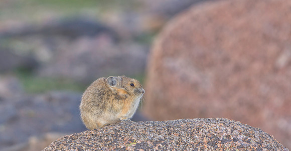 Pika-7286-1