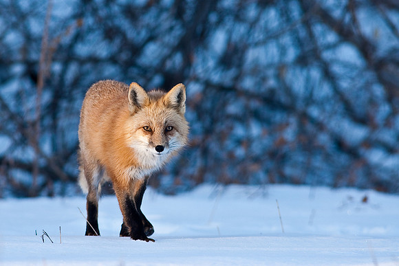 Red Fox-00136