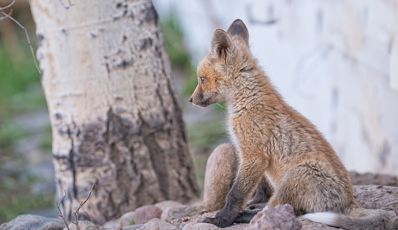 Fox Kit-08010