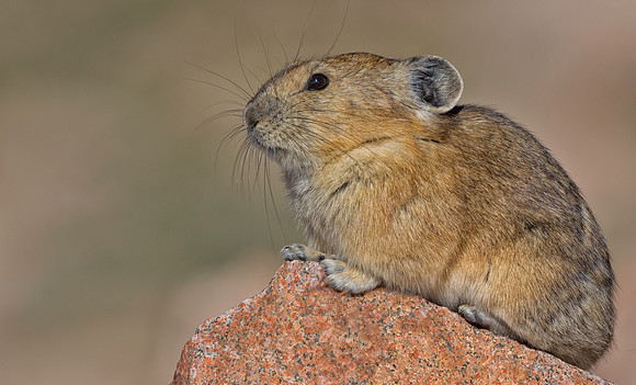 Pika-1971-1