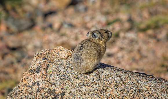 Pika-5580-1