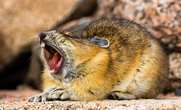 Pika Yawning-5408-5408